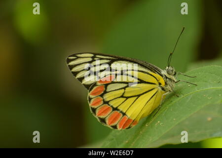 Bella Gezabele - comune ( delias eucharis ) butterfly. Foto Stock