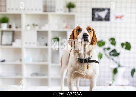 Cane in attesa di un medico in una clinica veterinaria sul tavolo. Sfocare lo sfondo della clinica veterinaria. Foto Stock