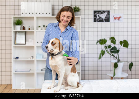 La procedura di toelettatura cani in una clinica veterinaria. Foto Stock