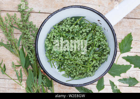 Blätter und Blüten vom Gänsefuß als Salat oder Spinat, Kräuterernte, Gänsefuss-Spinat, Gänsefuss-Salat, Weißer Gänsefuß, Gänsefuß, Gänsefuss, Weisser Foto Stock