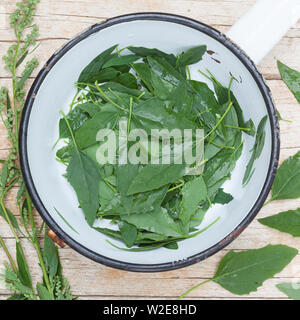 Blätter und Blüten vom Gänsefuß als Salat oder Spinat, Kräuterernte, Gänsefuss-Spinat, Gänsefuss-Salat, Weißer Gänsefuß, Gänsefuß, Gänsefuss, Weisser Foto Stock