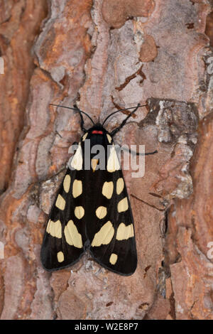 Schwarzer Bär, Arctia villica, Epicallia villica, crema-spot tiger, L'Écaille fermière, Écaille villageoise Bärenspinner,,, Arctiidae Arctiinae, erebi Foto Stock