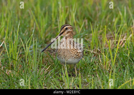 Beccaccino (Gallinago gallinago) rovistando nella prateria Foto Stock