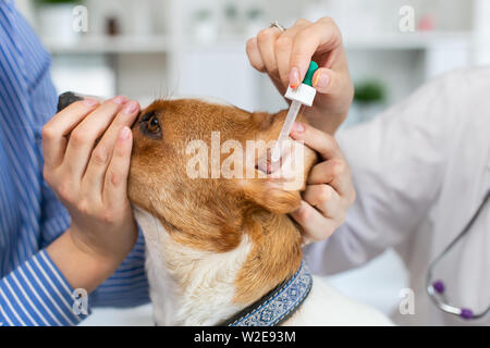 Il veterinario seppellisce scende nelle orecchie del cane. Il proprietario mantiene il cane. Sfocare lo sfondo della clinica veterinaria. Foto Stock