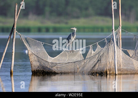 Airone cinerino (Ardea cinerea) appollaiato sulla rete da pesca / Tutina in rete / trappola di pesci nel lago Foto Stock