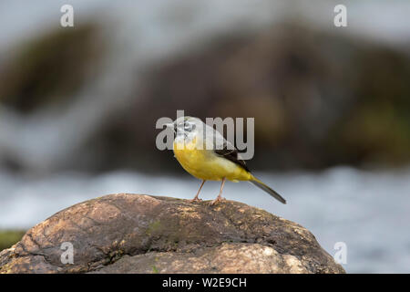 Wagtail grigio (Motacilla cinerea) maschio appollaiato sulla roccia nel flusso nelle Highlands scozzesi, Scotland, Regno Unito Foto Stock