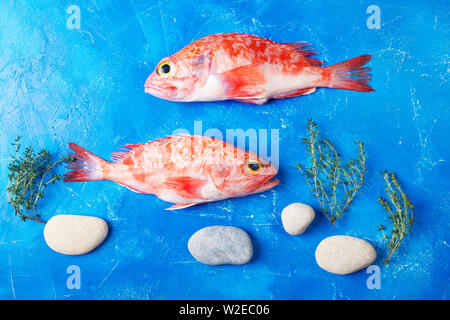 Sebastes o red sea bass su sfondo blu Foto Stock