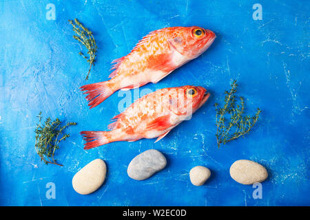 Sebastes o red sea bass su sfondo blu Foto Stock