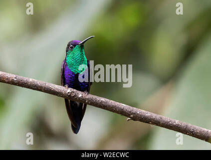 Violetta incoronato woodnymph Foto Stock