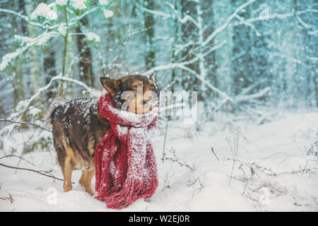 Ritratto di un cane con sciarpa lavorata a maglia legata intorno al collo a piedi nella bufera di neve nella foresta Foto Stock