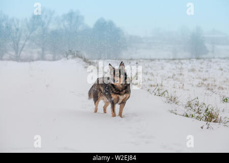 Il cane passeggiate in inverno in una coperta di neve campo in una bufera di neve Foto Stock