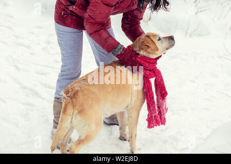 Giovane donna a piedi con un Labrador retriever cane in un inverno nevoso. Un cane in un rosso sciarpa lavorata a maglia Foto Stock