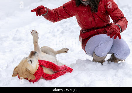 Giovane donna a piedi con un Labrador retriever cane in un inverno nevoso. Un cane in un rosso sciarpa lavorata a maglia Foto Stock