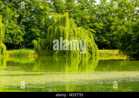 Vecchio piange Chrysocoma tree nel parco Foto Stock