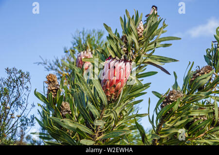 Testa di fiori con una frangia di nero che intergrades al bianco del Protea neriifolia o oleanderleaf protea nella parte meridionale costiera gamme della montagna su Foto Stock