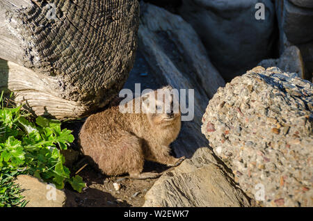 Cape hyrax (Procavia capensis) o dassie, avente la termoregolazione incompleta si riscalda su roccia nel Tsitsikamma National Park in Sud Africa Foto Stock