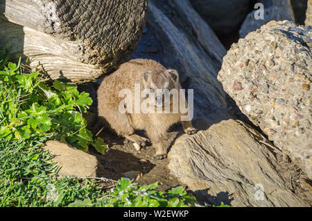 Cape hyrax (Procavia capensis) o dassie, avente la termoregolazione incompleta si riscalda su roccia nel Tsitsikamma National Park in Sud Africa Foto Stock