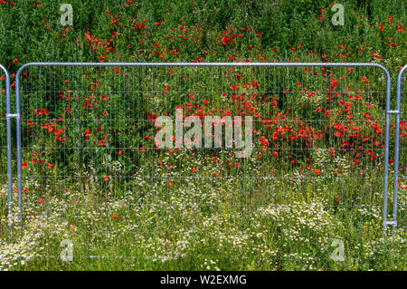 Poppy's dietro le sbarre Foto Stock