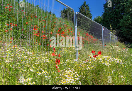 Poppy's dietro le sbarre Foto Stock