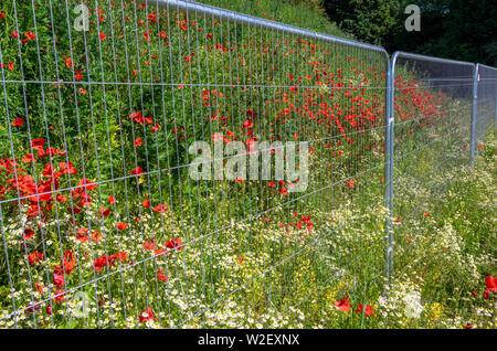 Poppy's dietro le sbarre Foto Stock