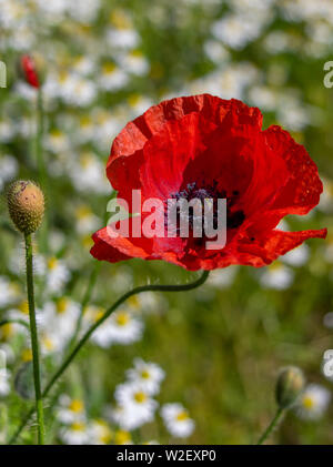 Poppy's dietro le sbarre Foto Stock