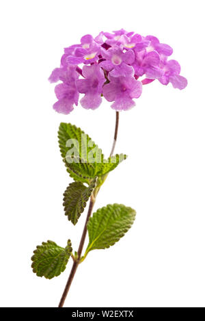 Creeping lantana fiori isolati su sfondo bianco Foto Stock