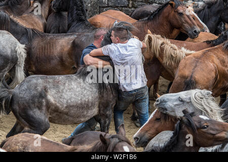 Rapa das Bestas, Sabucedo, Galizia Spagna Foto Stock