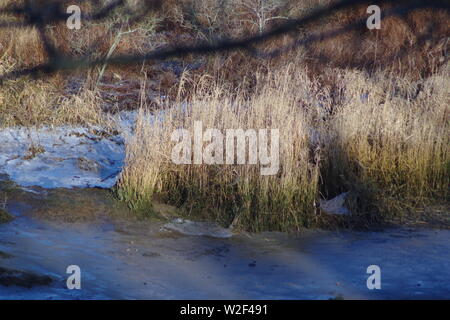 Inverno secco reed sulla banca del. Frozen River Don su un giorno inverni. Aberdeen, Scozia, Regno Unito. Foto Stock