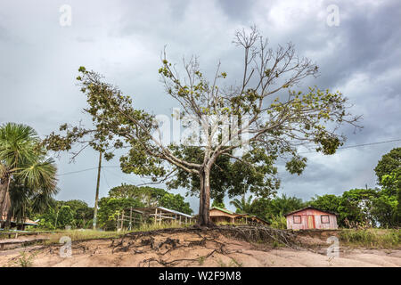 Un bel albero nella parte anteriore di una semplice casa tradizionale in un'isola nel fiume del Amazon in Amazzonia, Brasile Foto Stock