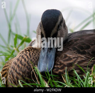 Una femmina di Mallard Duck in appoggio in erba corta accanto al Grand Union Canal nel sud Buckinghamshire, Inghilterra nel luglio 2019. Foto Stock