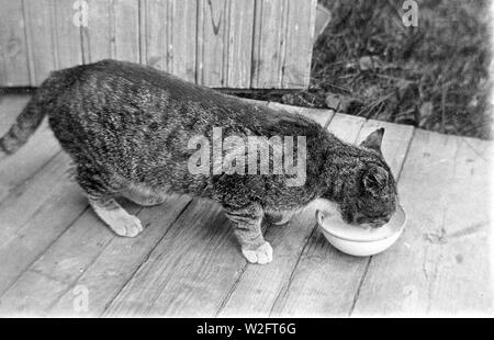 Striped cat sorseggiando latte da piattino ca. 1920 Foto Stock