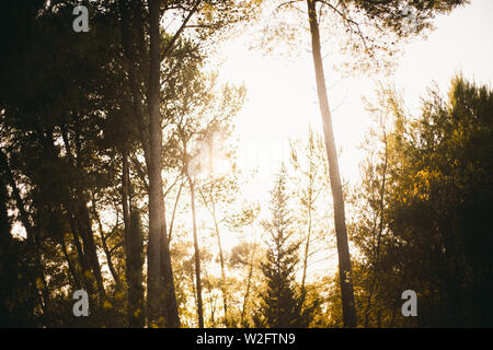 In autunno i colori dell'autunno. Sun dietro i rami ora d'Oro Foto Stock