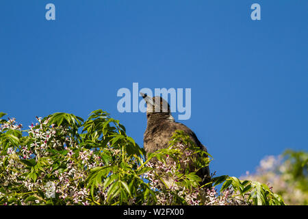 Australian gazza capretti sulla parte superiore della struttura ad albero con cielo blu sullo sfondo Foto Stock