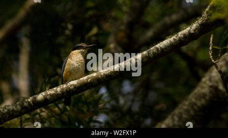 Sacro kingfisher in appoggio sul ramo di albero Foto Stock