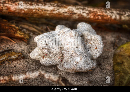 Questa unica foto mostra un corallo bianco su un albero artisticamente presentato. Questa foto è stata scattata alle Maldive Foto Stock