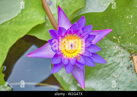 Questa unica immagine mostra una grande fioritura viola giglio d'acqua. Questo premiato la foto è stata scattata alle Maldive Foto Stock