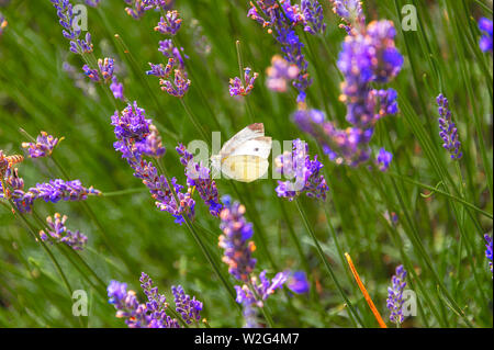 Close-up di Pieridae farfalla bianca sul fiore lavanda ondeggianti nel vento, prese con profondità di campo ridotta. Foto Stock