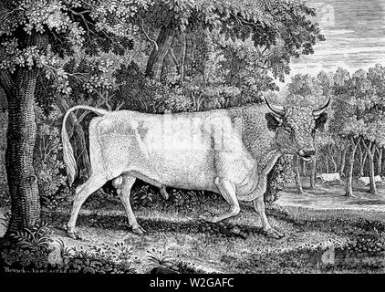 Chillingham Bull da Thomas Bewick 1789. Foto Stock