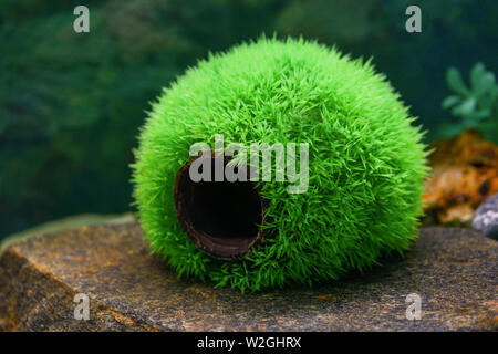 Un vuoto di round palla verde è una casa per erba pesce in un acquario trasparente. Bellissimo design acquario Foto Stock