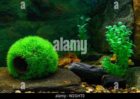 Un vuoto di round palla verde è una casa per erba pesce in un acquario trasparente, un intoppo in legno e piante artificiali in un acquario trasparente. Molto bello Foto Stock
