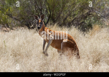 Maschio di canguro rosso Macropus rufus Foto Stock