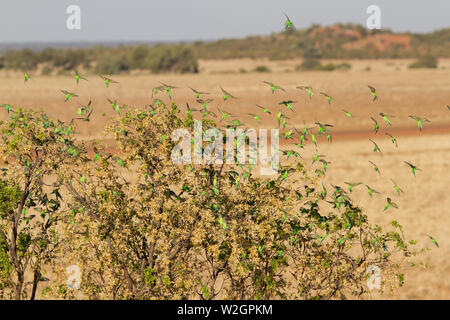 Australian Budgerigar gregge in western Queensland Foto Stock