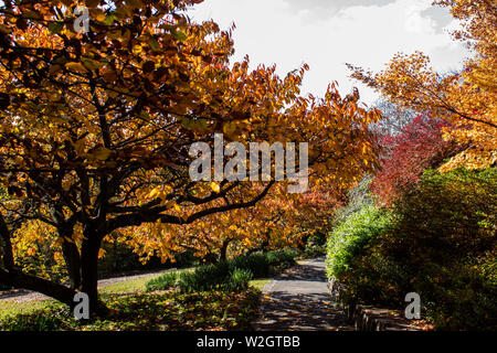 Autunno cadono le foglie dorate in arancione, giallo e rosso in giardino con percorso di avvolgimento con bordi in pietra della parete di ritegno intorno il verde prato Foto Stock