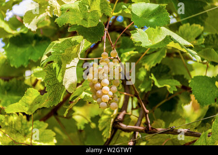 Italia Veneto Azienda vinicola - Valdobbiadene - Harvest - vino Dobladino Foto Stock