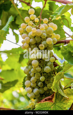 Italia Veneto Azienda vinicola - Valdobbiadene - Harvest - vino Dobladino Foto Stock