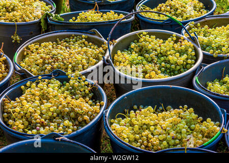 Italia Veneto Azienda vinicola - Valdobbiadene - Harvest - vino Dobladino Foto Stock