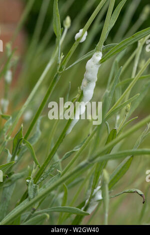 Il cuculo allo spiedo, spumosi bolle, trasuda di comune froghopper, Philaenus spumarius, ninfa su piante di lavanda Foto Stock
