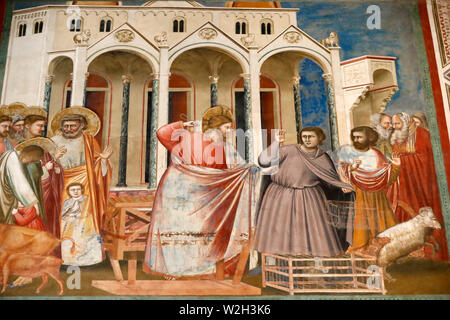 La Cappella degli Scrovegni. Affresco di Giotto, 14 ° secolo. Gesù aziona i mercanti dal tempio. Padova. L'Italia. Foto Stock