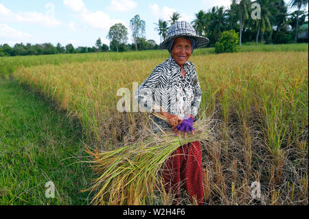 Donna anziana che lavorano in campi di riso. Raccolto di riso. Kep. Cambogia. Foto Stock