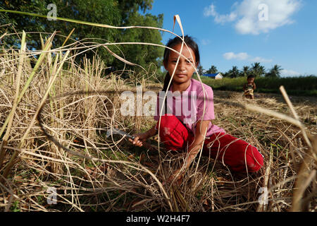 Giovane ragazza che lavora nel campo di riso. Raccolto di riso. Kep. Cambogia. Foto Stock